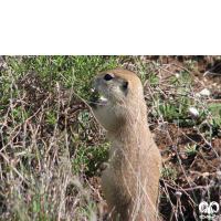 گونه سنجاب زمینی پیر احمد Spermophilus xanthoprymnus